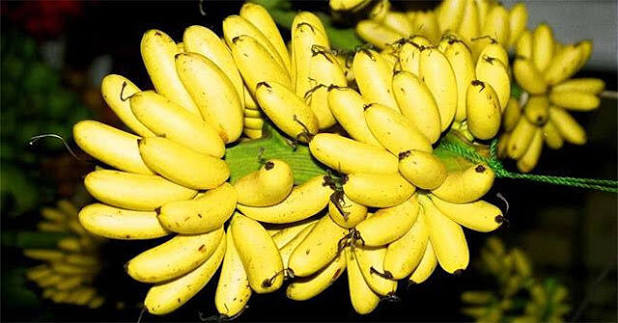 Chuối ngự Đại Hoàng - đặc sản nổi tiếng Hà Nam